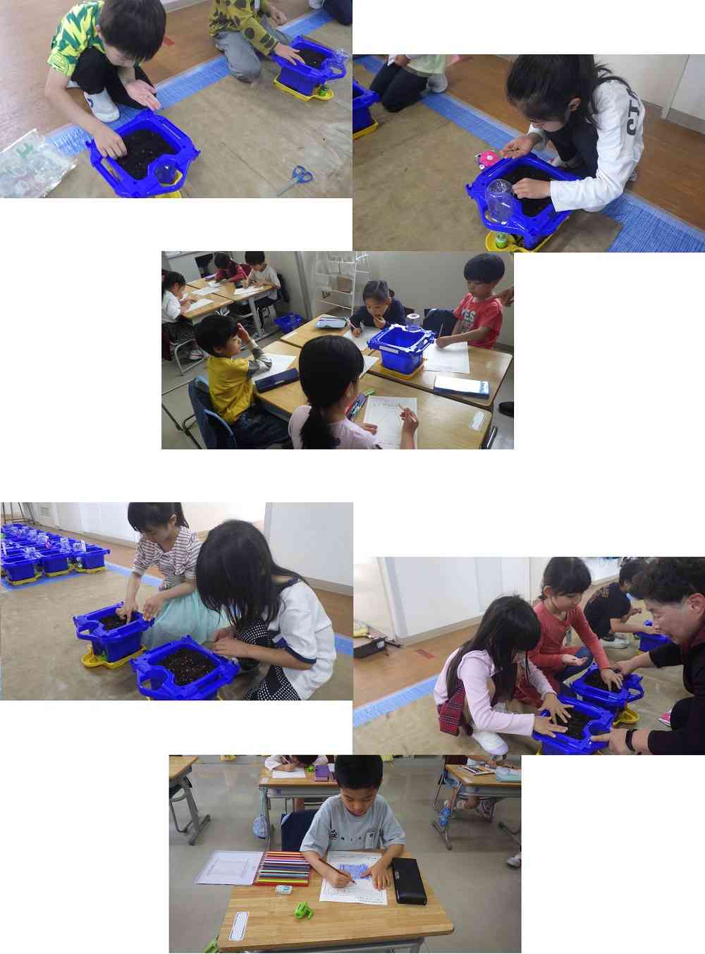 0513asagao1